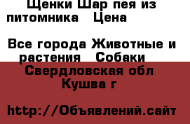 Щенки Шар пея из питомника › Цена ­ 25 000 - Все города Животные и растения » Собаки   . Свердловская обл.,Кушва г.